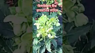 Beautiful Flowers #flowers #ahmadulla #ytshorts #waz #foryou #trending #viralvideo #garden #facts