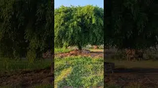 subah ka mahool ##desi Mahool