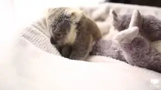 Cute little koala. HD