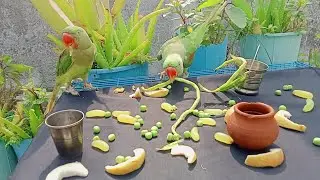 Mere piyare mitthu 😻 talk & smart 🤓#cutebird #parrot #talkingparot #viralvideos 