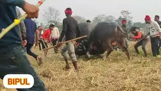 RAHAM SHAH V/S SHIV BABA#RONTHOLI MOH JUJ#BUFFALO FIGHT ASSAM