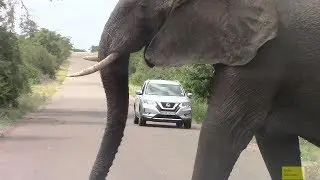 Large Angry Elephant Road Block In Kruger Park