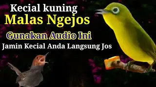 Kecial kuning Malas ngejos gunakan audio ini jamin Kecial anda langsung jos 