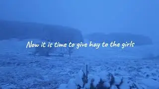 Feeding my Icelandic Sheep During The First Snow of Winter 2024/25 On Our Smallholding