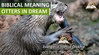 Biblical Meaning of OTTERS in Dreams - Evangelist Joshua Animal TV