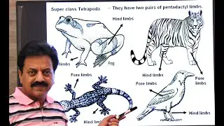 First Year / Chapter 10 / Kingdom Animalia / Part 16 / Phylum Chordata Part 5 / Tetrapoda / Amphibia