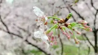 The 