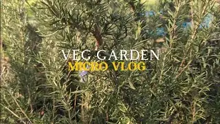 January Vegetable Garden Micro Vlog - lots of work to do come spring. 