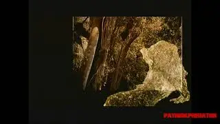 Predator (1987) Invisible
