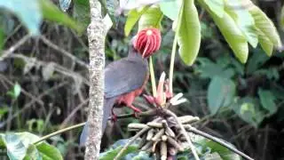 Chamaepetes goudotii