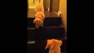 Puppy teaching Puppy to go down stairs!  SO cute! - ORIGINAL VIDEO! (from owner)