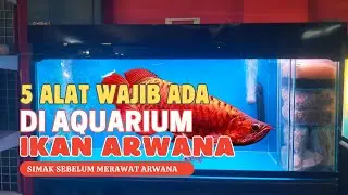 5 TOOLS THAT MUST BE IN A AROWANA FISH AQUARIUM || Beginners Must Know