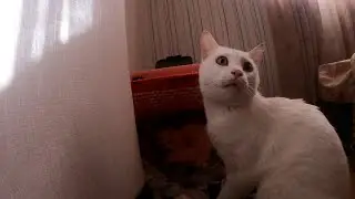Papa Cat Meets His Newborn Kittens for the First Time