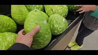 A Dad's Day Out: Grocery Shopping Adventure with Two Little Helpers. What is there in Walmart? 