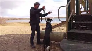 Djin's ADP All Dogs Parkour Level 4 title - video 2 of 3