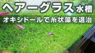 ヘアーグラス水槽(2) オキシドールで糸状藻を消滅へ