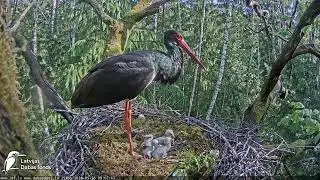 LDF.Stārķu mazuļiem brokastis.🐟🐸/Breakfast for baby storks. 26.05.24