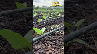 Begini Irigasi Tetes Terbaik dan Paling Hemat Air