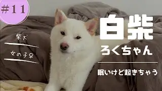 眠いけど起きちゃう