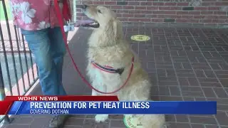 heat prevention for pets