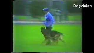 BSP 1982 Uwe vom Kirschental abt.B