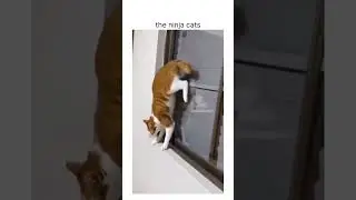 The Ultimate Ninja Cats Compilation 🐈&zwj;⬛ #Shorts #NinjaCats #FunnyCats #CatShorts #CatVideos #CuteCat