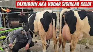 Faxriddin Akadan Uddar Sigirlar 29 L 27 L Sutga  Sinab Oling 