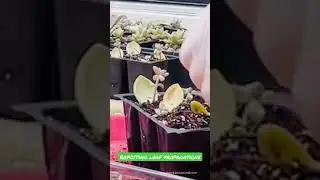 #succulents #youtubeshorts #youtube #youtubevideo #happy #subscribe #channel #love #like #share