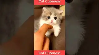 How can you resist this cuteness?#CatCuteness #FunnyCatVideos #CatMoments #Cat Lovers
