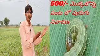 ###how to control maize pesst## మొక్కజొన్న పంట లో పురుగు ను నివారించడం ఎలా####
