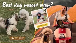 Luxury Staycation..for Dogs?! 🐕💼 | Bangalore&rsquo;s Hidden Gem-Therpup cafe & resort, Sarjapur, Bangalore