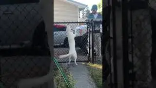 Deaf and Blind Dog Recognizes Dad Coming Home 🐶🥰🏡