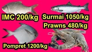 Pomfret 1200/kg | IMC 200/kg | Surmai 1050/kg | Shrimps 480/kg | Pangasius 150/kg | Kokan Fish Mart