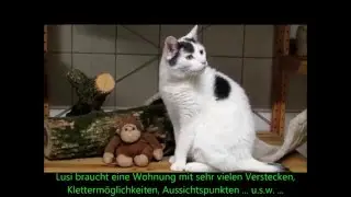 Lusi - 1050_A_14 - Tierheim Süderstraße - wurde im Juli 2017 vermittelt