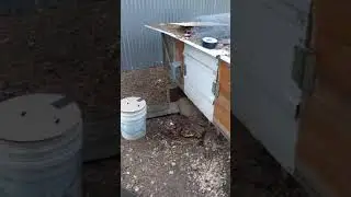 Chicken transport pt1