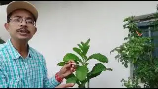 PRACTICAL ANALYSIS OF MUSTARD FAMILY