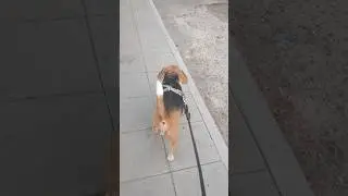 Beagle Chatuchak &middot; A Quiet Walk