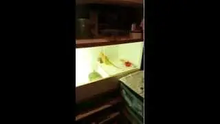 bearded dragon enclosure/ leopard gecko rack