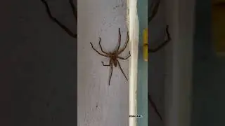 Be careful #yt #youtubeshorts #ytshort #viral #youtube #youtuber #animals #danger