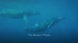 Whales: The Land to Sea Evolution