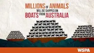 A chilled approach: a better option than live export