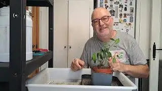 ACODO FICUS GINSENG   BONSAI A MI MANERA