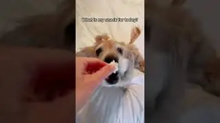 Forever Foster Violet Loves Cabbage! Cocker Spaniel ASMR! #shorts