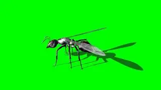 ant moves - different views - 