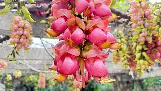 20250302華南國家植物園