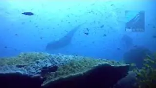 Similan Diving Safaris, liveaboard to the Similan Islands