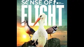 Sense Of Flight (teaser)