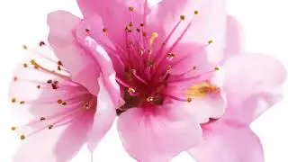 Flower 14-HD Wall Art for TV - Quiet Galley - Art Screensaver TV - 2 Hours Digital Home Wallpaper