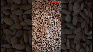 Fuel your body with nutty goodness!   Discover the crunchy power of almonds at Madhoor Stores