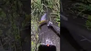Catching Eels At Night In Field #shorts